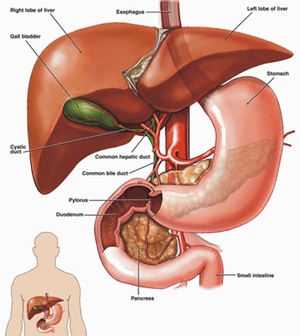Medical illustration of the anatomy of the liver, gallbladder, and biliary system from an anterior (front) view, including the esophagus, liver, gall bladder, stomach, cystic duct, common hepatic duct, common bile duct, stomach, pylorus, duodenum, pancreas, and small intestine. Also shown are the cystic artery, left and right hepatic arteries, common hepatic arteries, and celiac trunk. --- Image by © Visuals Unlimited/Corbis