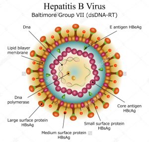 virus viêm gan B ủ bệnh trong bao lâu.jpg