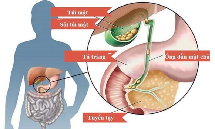 chức năng của túi mật 