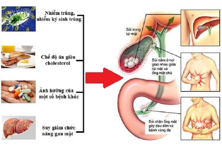 chức năng của túi mật 